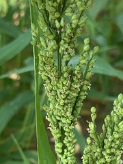 Urochloa ramosa