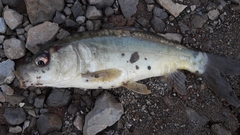 Cyprinus carpio carpio