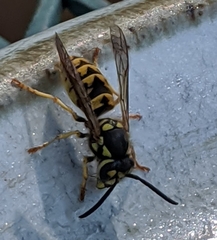 Vespula germanica