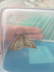 Perizoma parallelolineatum