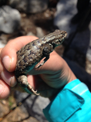 Sceloporus graciosus vandenburgianus