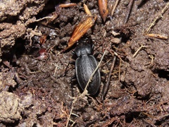 Carabus vinctus