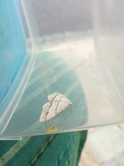 Perizoma parallelolineatum