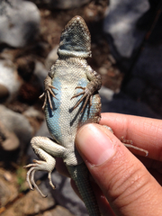 Sceloporus graciosus vandenburgianus