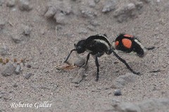 Traumatomutilla centralis