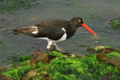 Magellanic Oystercatcher photo 5