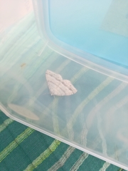 Perizoma parallelolineatum