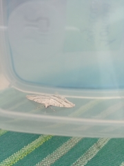 Perizoma parallelolineatum