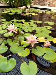 Nymphaea pubescens