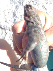 Sceloporus graciosus vandenburgianus