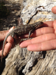 Sceloporus graciosus vandenburgianus