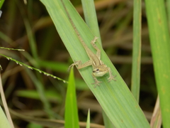 Anolis sericeus