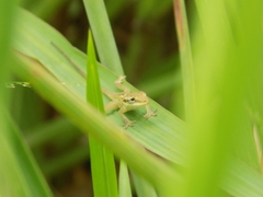 Anolis sericeus