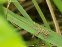 Anolis sericeus