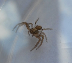 Arachnida