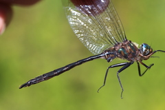 Somatochlora williamsoni