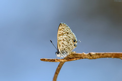 Leptotes rabefaner