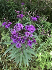 Vernonia gigantea