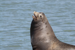 Zalophus californianus