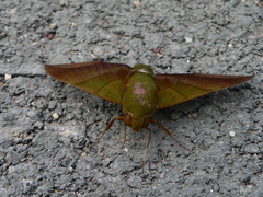 Oryba achemenides