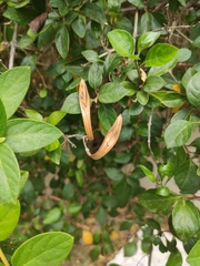 Ruttya fruticosa