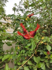 Ruttya fruticosa