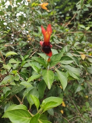 Ruttya fruticosa
