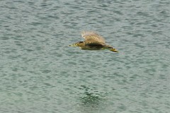Nycticorax nycticorax falklandicus