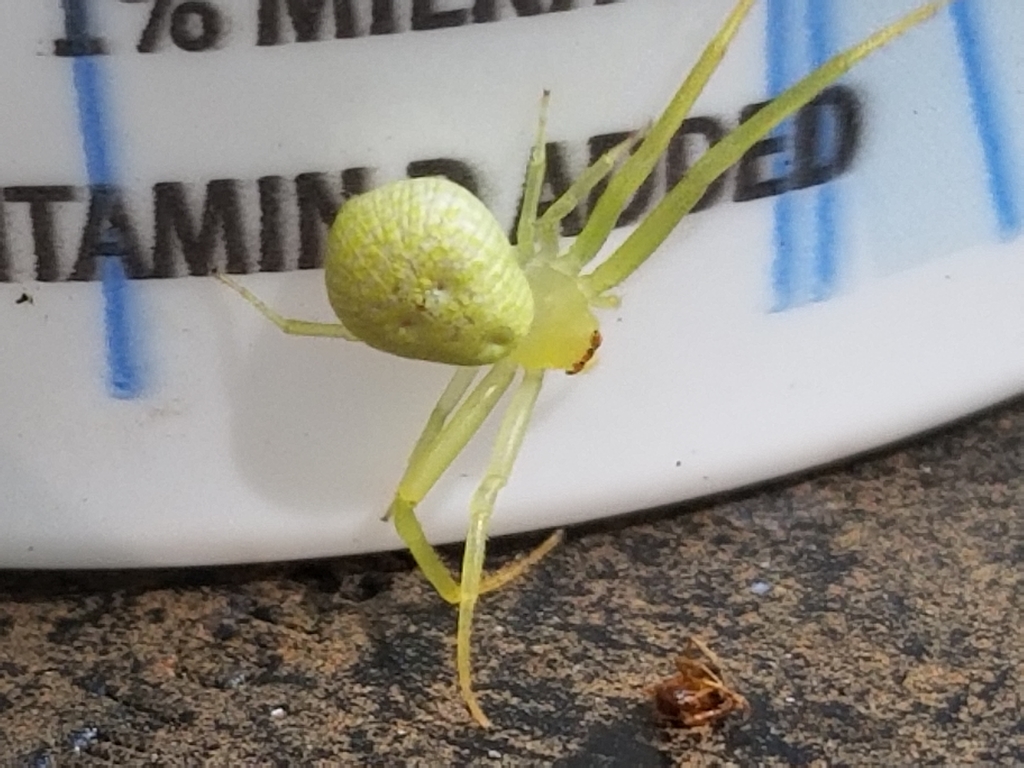 American Green Crab Spider from Savage, MD, USA on August 23, 2020 at ...