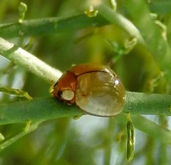 Paraneda viridescens