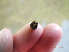 Helicopsyche borealis