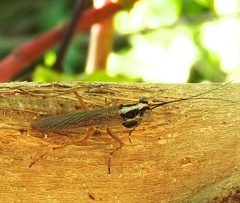 Mantoida maya