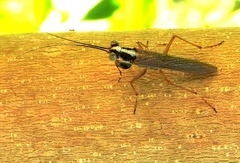 Mantoida maya