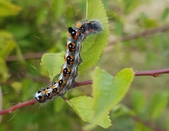 Acronicta tridens