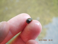 Helicopsyche borealis