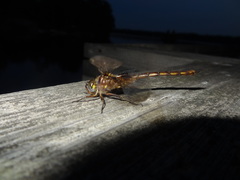 Neurocordulia yamaskanensis