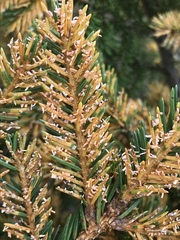 Chrysomyxa rhododendri