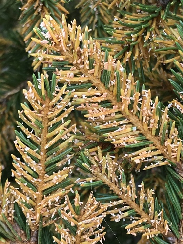 Chrysomyxa rhododendri (DC.) de Bary