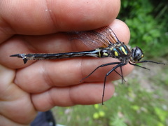 Somatochlora elongata