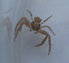 Arachnida