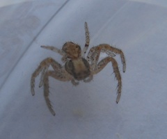 Arachnida