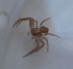 Arachnida