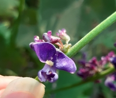 Oxyrhynchus populneus