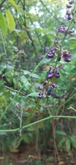 Oxyrhynchus populneus
