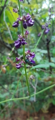 Oxyrhynchus populneus