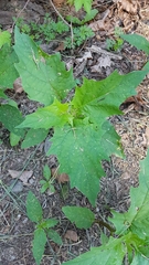 Chenopodiastrum hybridum