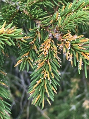Chrysomyxa rhododendri