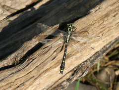 Shaogomphus schmidti
