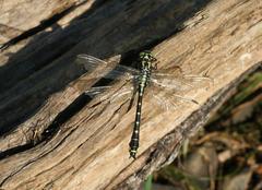 Shaogomphus schmidti