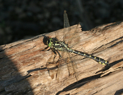 Shaogomphus schmidti